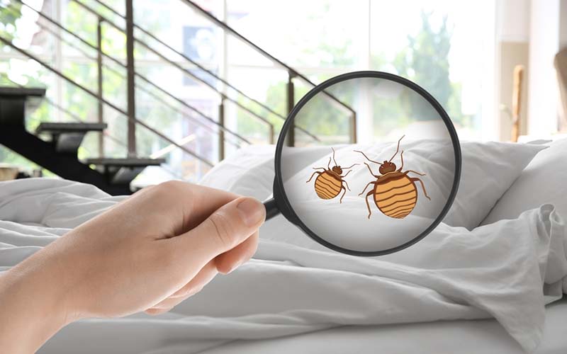 carpet cleaning in new york, carpet cleaning new york, carpet cleaners in new york, carpet cleaners in new york, commercial carpet cleaning, commercial carpet cleaning in new york, new york rug cleaners, rug cleaning services in new york, same day carpet cleaning, same day rug cleaning in new york